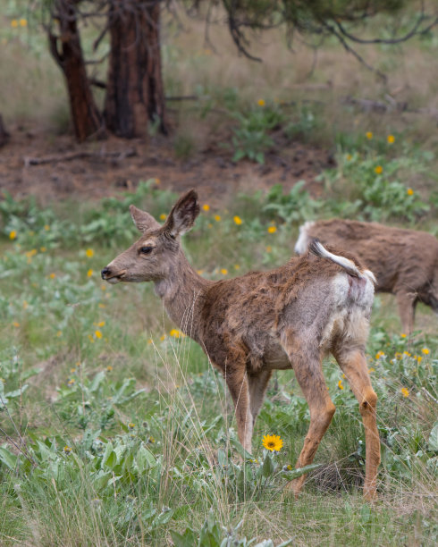 鹿，野生动物，照片，森林，太平洋西北，美国，自然，宁静，雄伟，鹿角，自然栖息地，绿色，郁郁葱葱，树木，树叶，林地，宁静，和平，放牧，荒野，野生，动物，风景，美丽，动物群，伪装，苔藓，图片下载