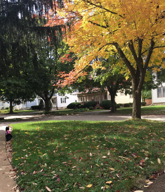 街道视图图片下载