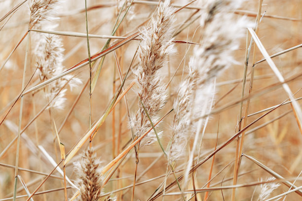 纹理干燥的野生芦苇或潘帕斯草，户外自然逼真的照片。白色米色棕色单色极尽环境风光，自然之美。趋势植物设计自然图案图片下载