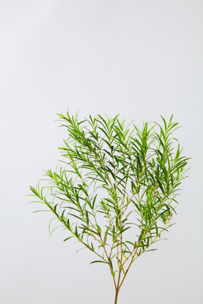 从茶树中提取产品的创意设计广告海报模板，将茶树的一根树枝隔离在白色的背景上。照片的正面角度，复制空间添加文字图片下载