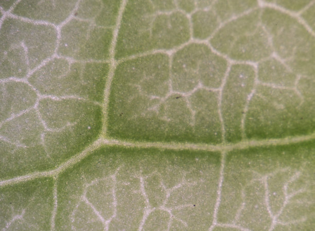 显示植物细胞的叶表面显微镜照片。图片下载