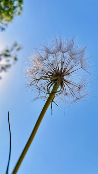 自然背景低角度查看单一背光蒲公英对蓝天积极的情感愿望和梦想概念•库存照片图片下载