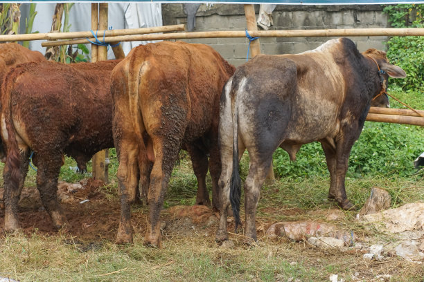 动物市场上的一排牛图片下载