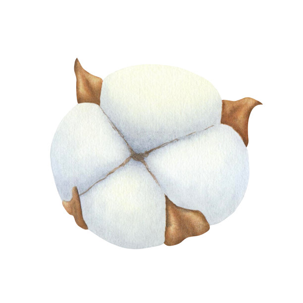 干棉花近距离孤立在白色背景。手绘水彩植物插图。用于设计，卡片，请柬，祝贺，包装，印刷，面料，广告图片下载