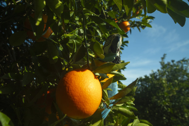 一只鹦鹉在橘子林中图片下载