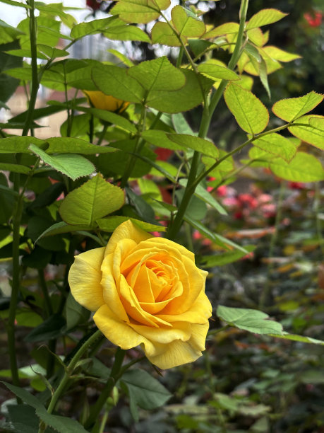 黄玫瑰在春天盛开图片下载