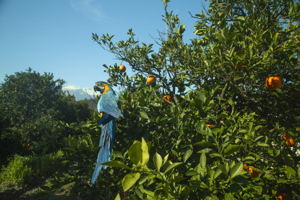 一只鹦鹉在橘子林中图片下载