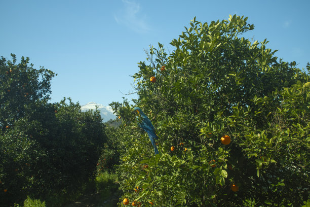 橙子园里的鹦鹉图片下载