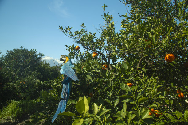 一只鹦鹉在橘子林中图片下载