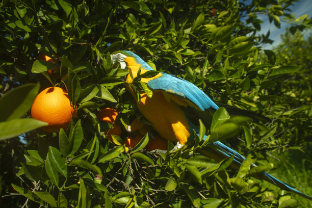 一只鹦鹉在橘子林中图片下载