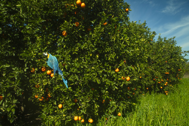 一只鹦鹉在橘子林中图片下载