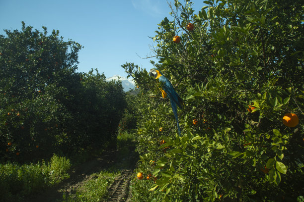 一只鹦鹉在橘子林中图片下载