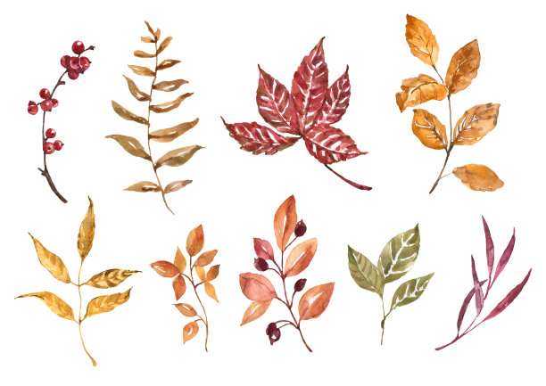 秋叶，水彩插画。红色、橙色和棕色的树叶。一套手绘秋季植物。图片下载