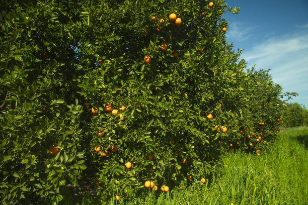 一只鹦鹉在橘子林中图片下载
