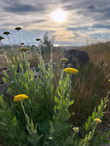 自然背景开花植物宁静的景观在黄金时间•股票照片图片下载