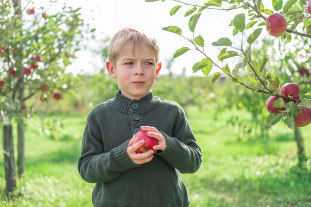 小孩子在果园里吃苹果。初学走路的小男孩在秋收的果园里吃着一个大红苹果。小男孩正捂着眼睛，苹果秋日晴，影子柔和。图片下载