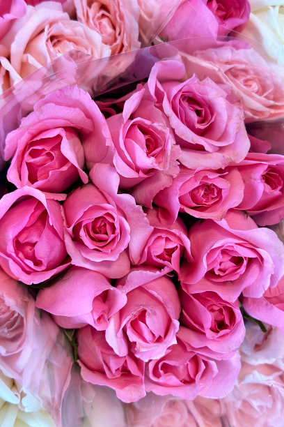 一束粉红玫瑰的特写照片。玫瑰花被挤在一起。展示其精致的花瓣和各种粉红色的外观。从浅色到明亮的颜色有助于增加花束的深度和尺寸。图片下载