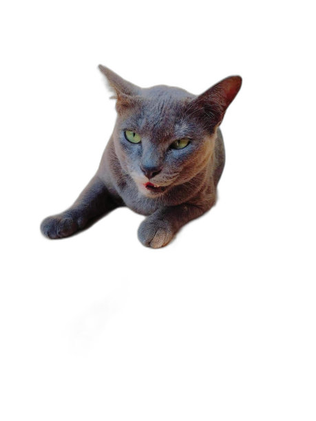 有一只猫躺在地板上。图片下载