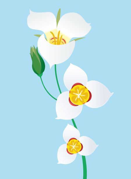 犹他州的州花图片下载