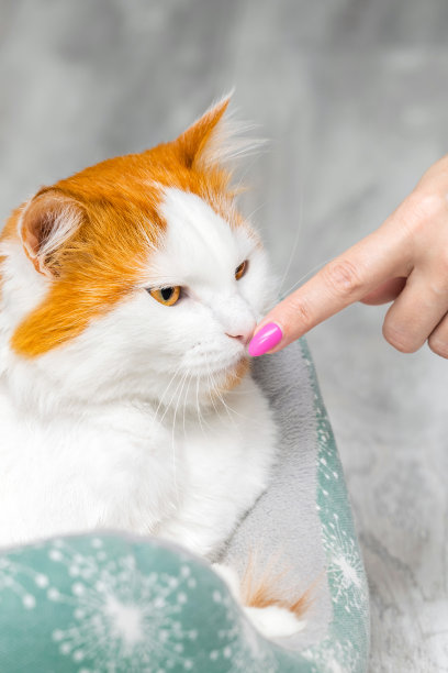 一个女人的手摸着猫的鼻子，垂直照片图片下载