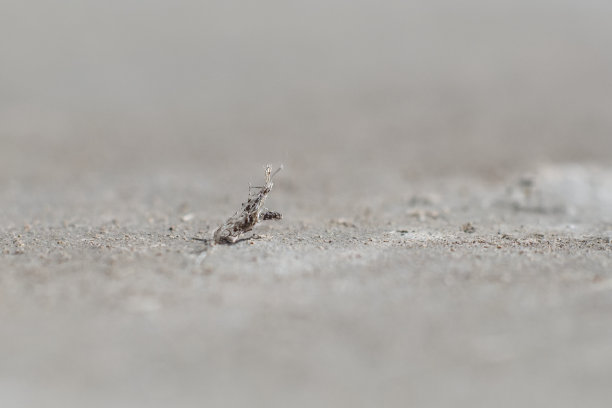 含石棉纤维的建筑材料的详细照片。对健康有害和危害影响。图片下载