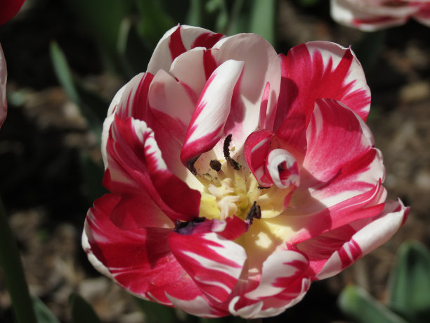 近距离的红色和白色的郁金香-股票照片图片下载