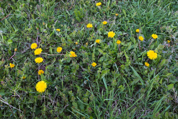 蒲公英草地，俯视图。绿色草地与黄色蒲公英出版，设计，海报，日历，邮政，屏幕保护程序，壁纸，明信片，横幅，封面，网站。高质量照片图片下载
