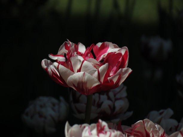 突出的红色和白色郁金香-股票照片图片下载