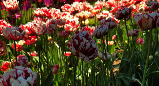 背景的红色和白色的郁金香在花园-股票照片图片下载