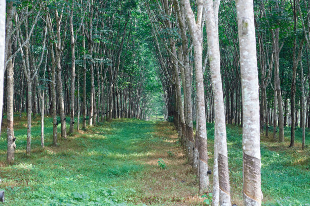 橡胶林长在田野上图片下载
