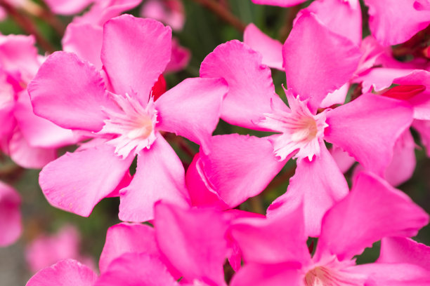 盛开的夹竹桃，粉红色的花朵，特写。花的背景出版物，海报，日历，邮政，屏幕保护程序，壁纸，封面，网站。高质量照片图片下载