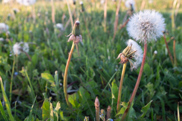 绿色的田野，毛茸茸的蒲公英，特写。白色蒲公英花吹球后，屏幕保护程序，壁纸，明信片，海报，横幅，封面，网站。高质量照片图片下载