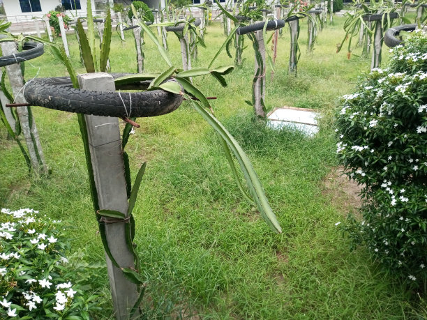 家庭园林火龙果栽培采用轮胎、杆和水泥柱。图片下载