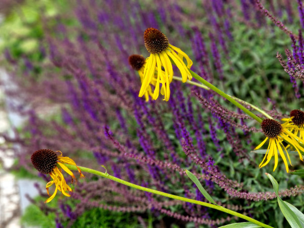 乡村广场，黄色多年生植物在花坛上开花，花坛沿有垂直木板的棱纹栅栏。长椅和喷泉，带有水龙头，供人们喝水，葱图片下载
