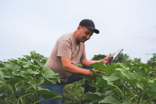 农艺师在检查夏天在农场地里生长的向日葵。农业生产理念。农民在向日葵地里。高质量照片图片下载