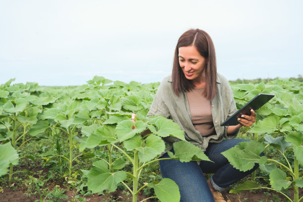 农艺师妇女在检查夏天在农场地里生长的向日葵。农业生产理念。向日葵地里的农民。高质量照片图片下载