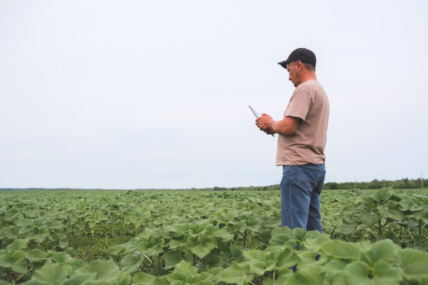 农艺师在检查夏天在农场地里生长的向日葵。农业生产理念。农民在向日葵地里。高质量照片图片下载