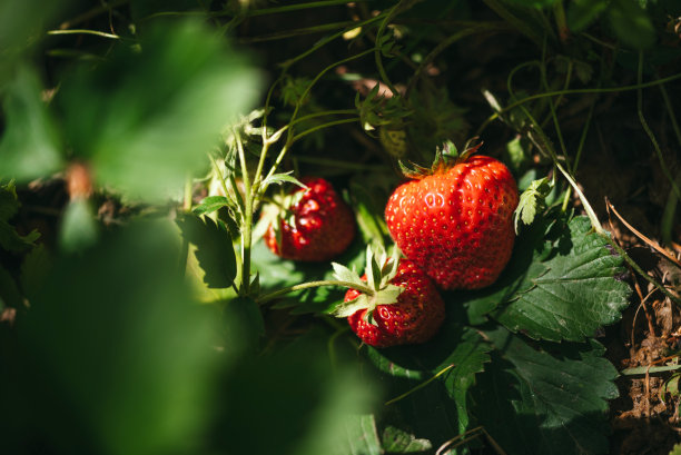 草莓特写照片。图片下载