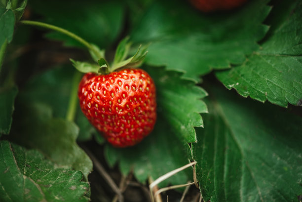草莓特写照片。图片下载