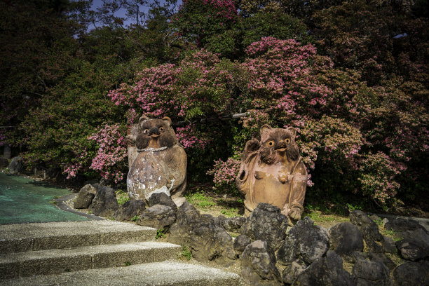 欢迎浣熊狗图片下载