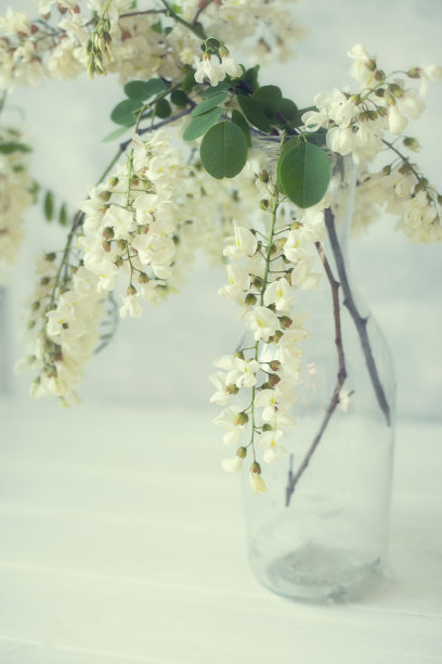 盛开的金合欢枝与白色的花朵在一个透明的瓶子。艺术室内灯光照片。室内形象、墙体海报、墙体艺术品。图片下载