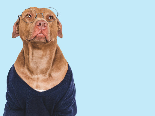 可爱的狗，眼镜和时髦的套头衫。影棚拍摄图片下载