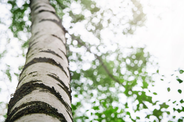 桦树的树皮与明亮的树叶和阳光穿透柔软，模糊的背景茂密的森林。春天桦树与阳光的近距离照片。抽象的自然背景。放文字的地方。图片下载