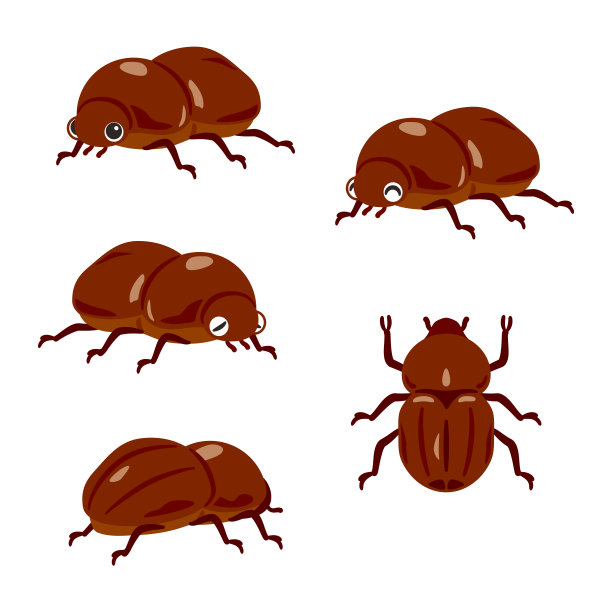 雌性犀牛甲虫套装图片下载