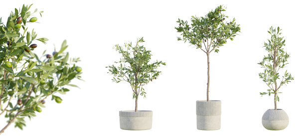 一套橄榄树在陶土罐隔离透明的背景与选择性聚焦近距离。3 d渲染。图片下载