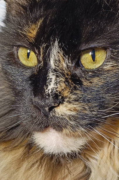 国内黑色缅因浣熊的肖像。猫看相机的特写照片。关注眼睛。图片下载