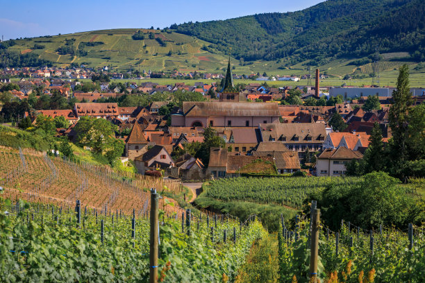 法国图尔克海姆，阿尔萨斯葡萄酒之路上一个村庄葡萄园里的葡萄藤图片下载