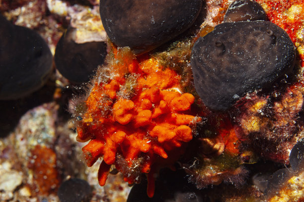 从潜水员的角度看，贝壳表面的橙色海绵水下照片图片下载