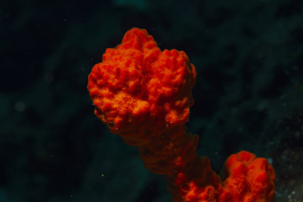 海洋生物橙色管海绵从潜水员的角度看水下照片图片下载
