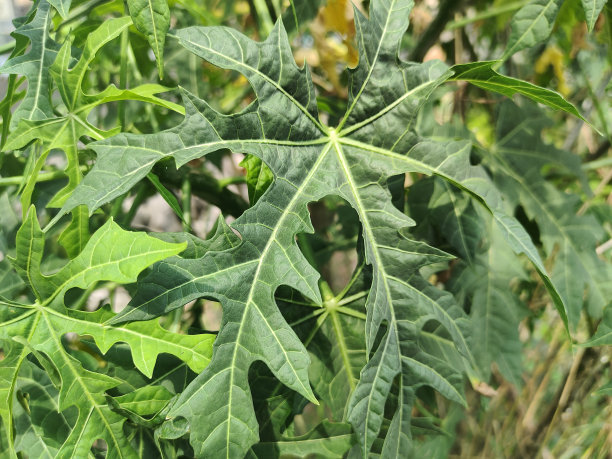 日本木瓜蔬菜植物叶子的特写照片图片下载